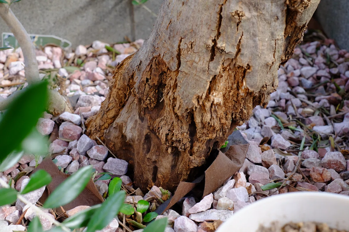 Olive Tree Recovering (?) from Weevil Damage｜ノンシャラン