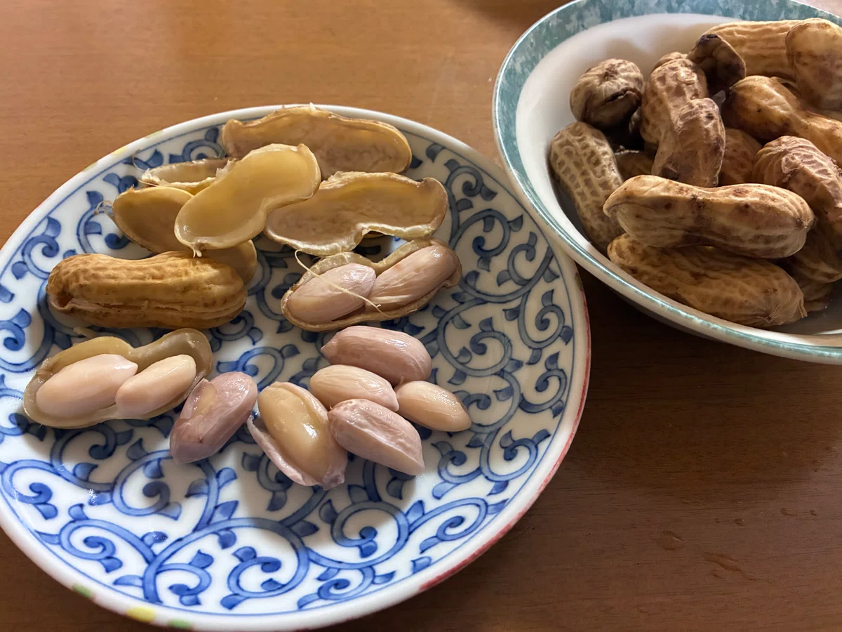 172⭐️A Story About Harvesting Autumn's Bounty: Peanuts｜局長のひとりごと｜人生の一滴