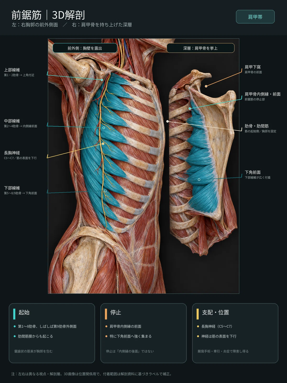 [1 Muscle a Day ⑤] Serratus Anterior | Learn its position, attachment ...