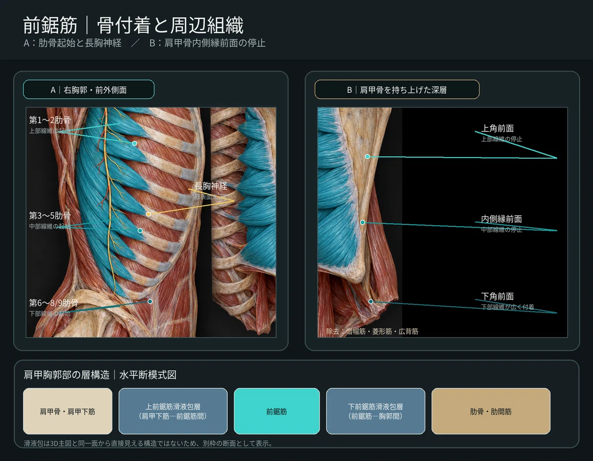 [1 Muscle a Day ⑤] Serratus Anterior | Learn its position, attachment ...