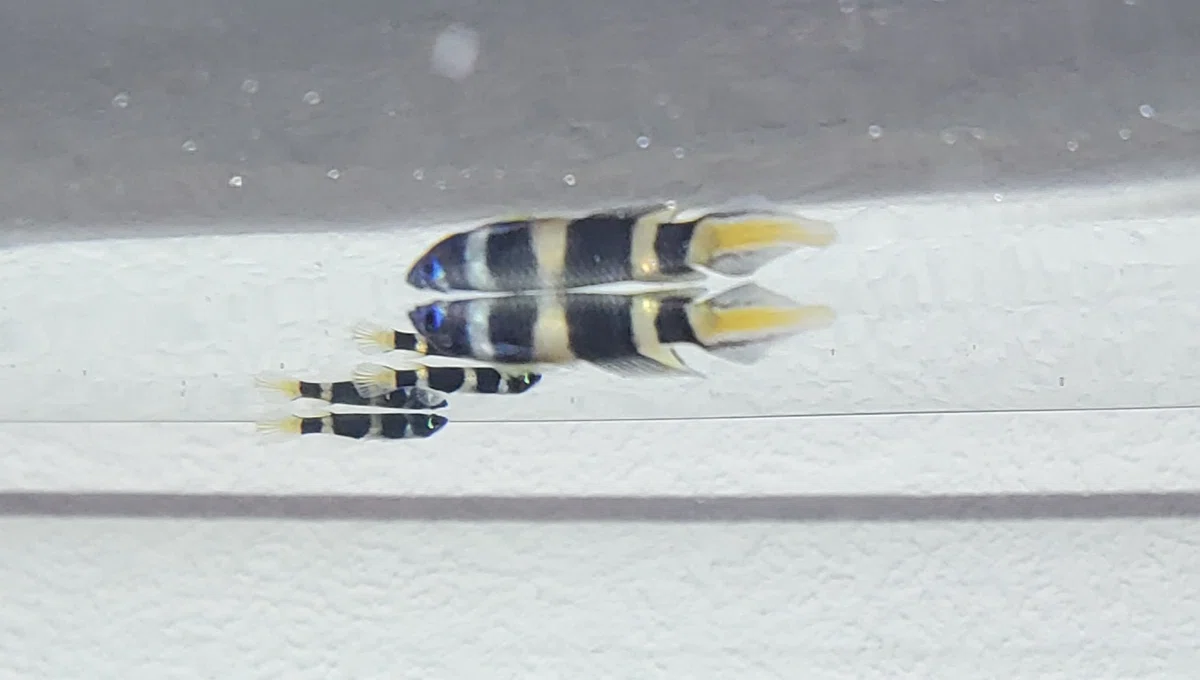 [Day 2] Day 4 of Tank Setup: The White Despair That Visits After ...