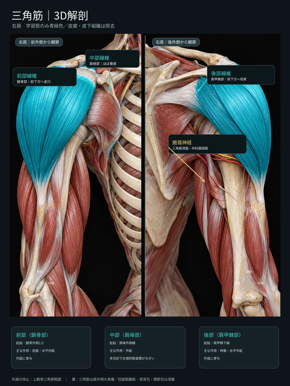 [1 Day 1 Muscle ⑥] Deltoid | Learn its position, attachment, and ...