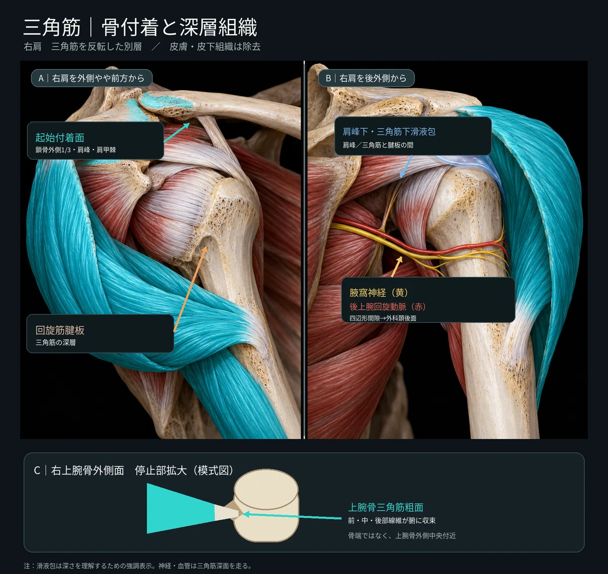 [1 Day 1 Muscle ⑥] Deltoid | Learn its position, attachment, and ...