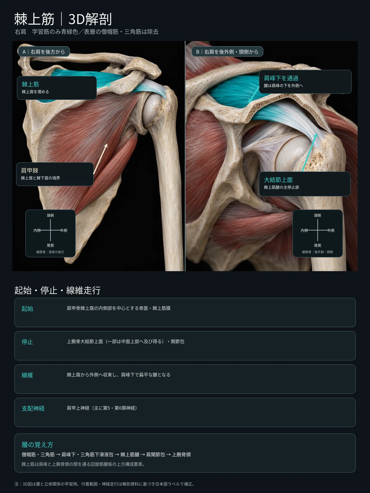 [1 Muscle a Day ⑦] Supraspinatus | Learn its position, attachment, and ...