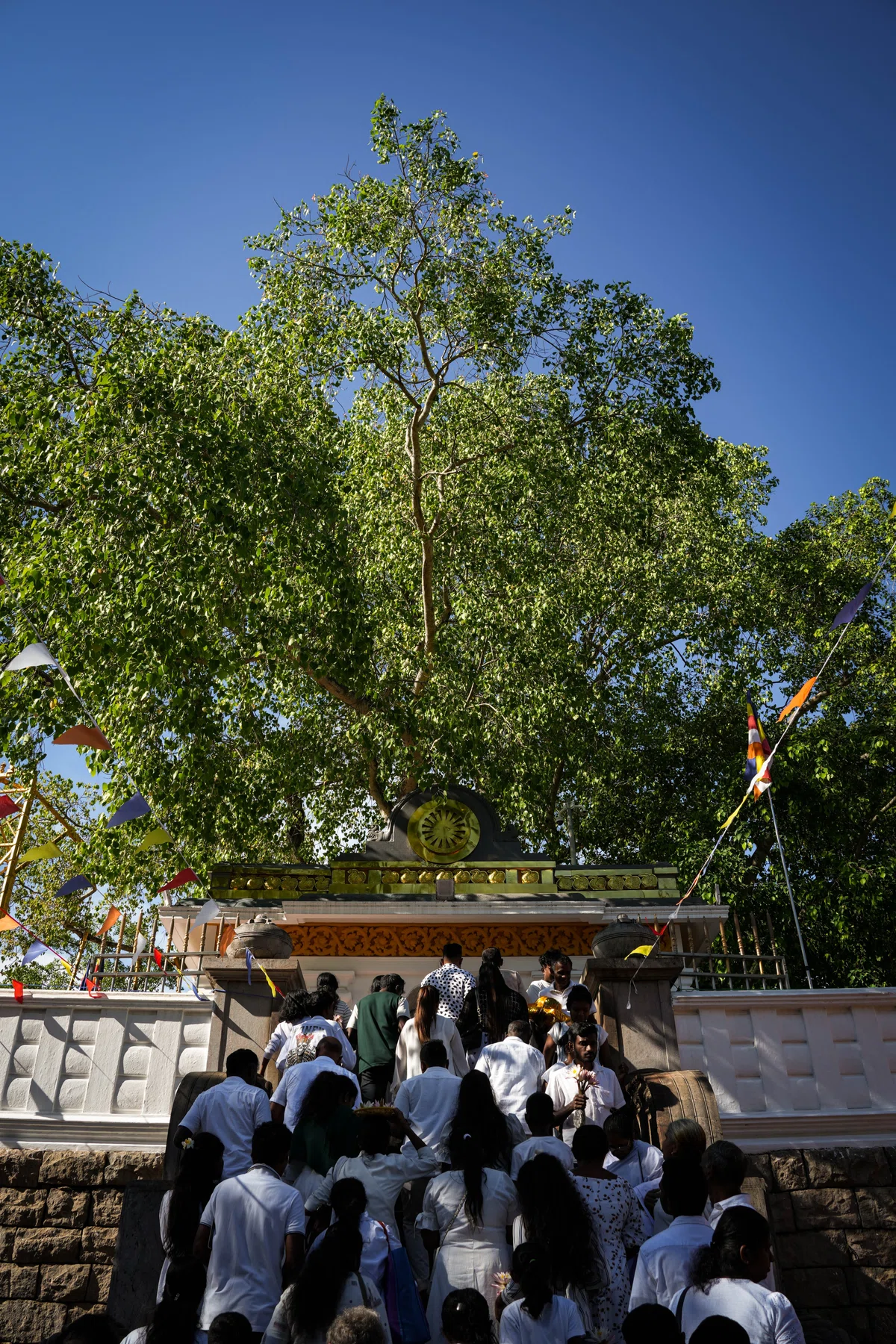 Human World Tree 🇱🇰 Ancient Capital Anuradhapura Part 4: The Sacred Tree Marking 2300 ...