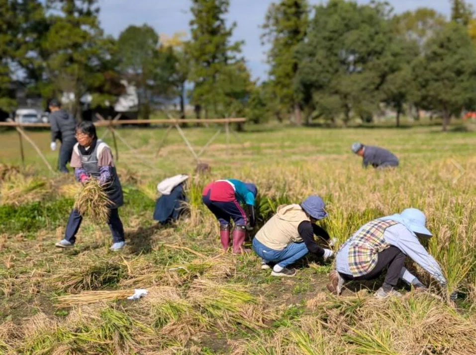 The 'Nukiho Festival' was held at the sacred rice field of Sakura ...