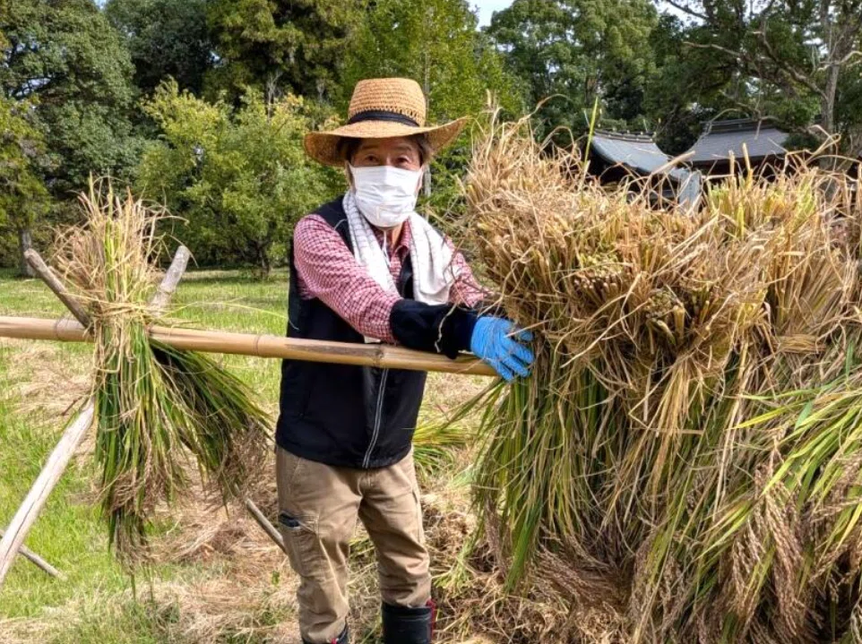 The 'Nukiho Festival' was held at the sacred rice field of Sakura ...