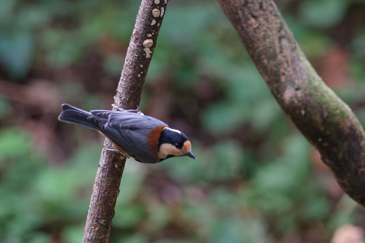 Birding Walk_Late Oct 2026 | Fully Enjoyed with Two Outings | X-T50 ...