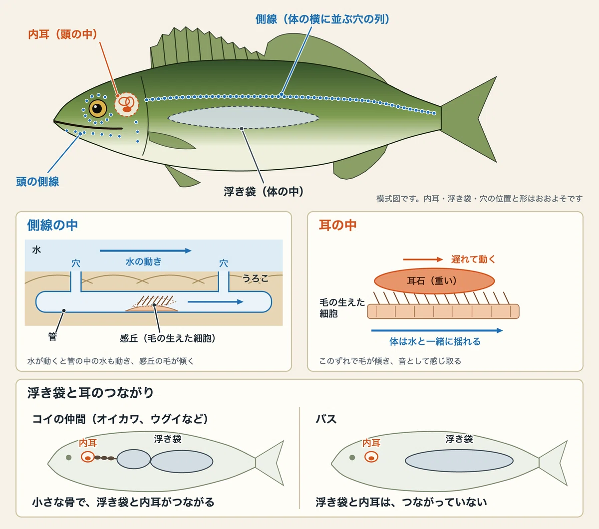[Black Bass Ecology Series] Lateral Line and Ears | How Bass Sense ...