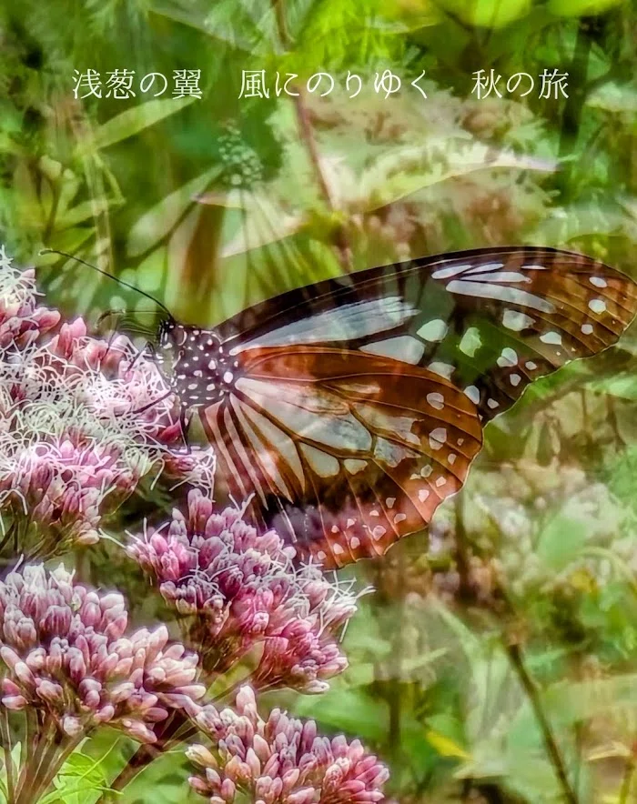 Visual Haiku No. 11 (Total 161): 'Pale blue wings, riding upon the ...