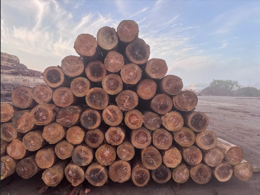 Logging Tree Topping Showdown: Argon vs. Forestry Apps - Shocked by the High Accuracy|takada291