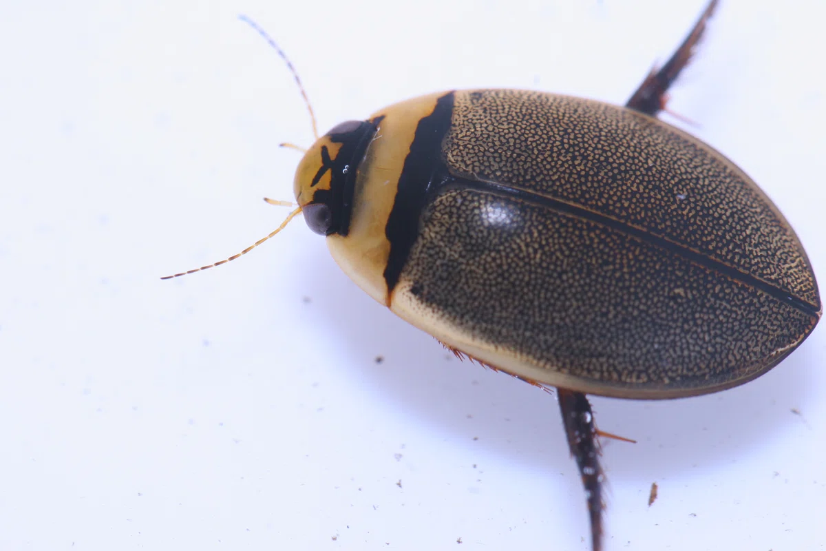 Collecting Aquatic Insects and Underwater Photography in Nagano｜水生半翅