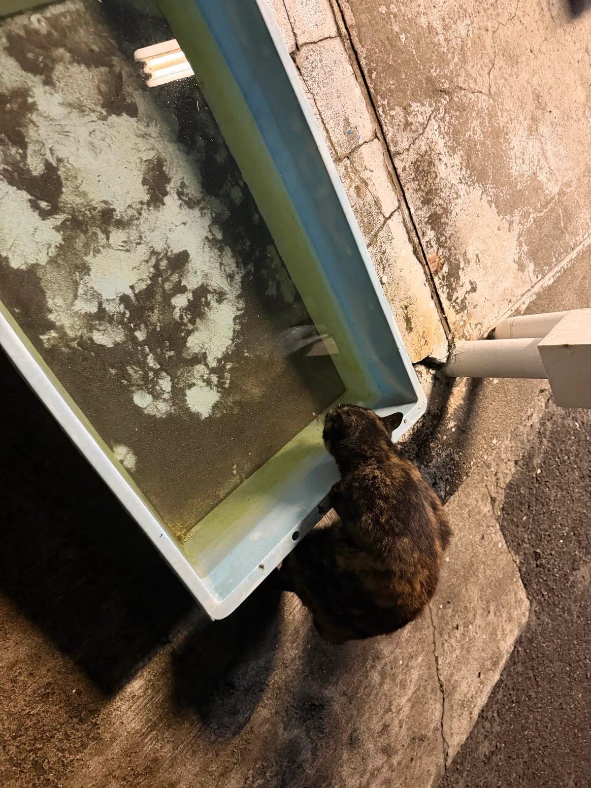 [Fishing Diary] A Fresh Start from a Ferry at Sajima Kairakuen! A 27cm ...