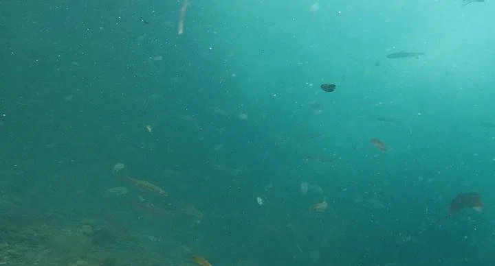Collecting Aquatic Insects and Underwater Photography in Nagano｜水生半翅
