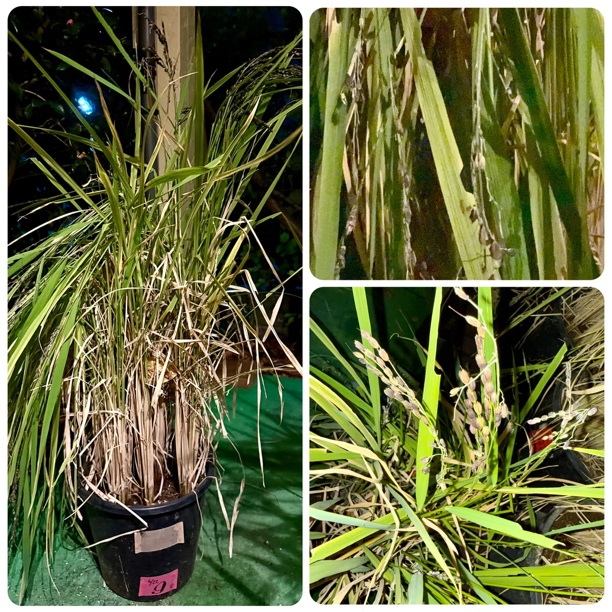 Husjs Bucket Rice 2026 / What is this? Stems broken and husks scattered!? The ...