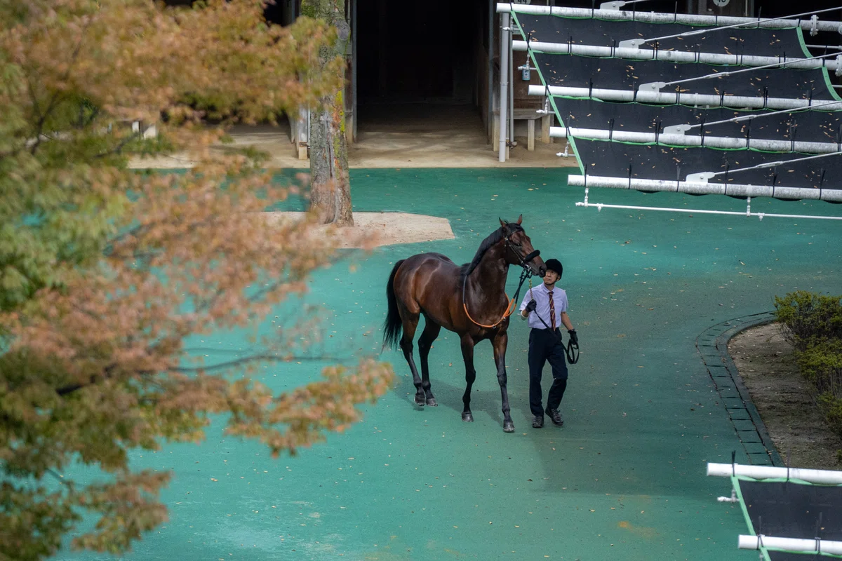 [Victory Celebration] 20261025 Novalux (2-Year-Old Newcomer)｜もちみ