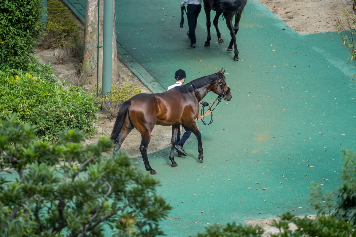 [Victory Celebration] 20261025 Novalux (2-Year-Old Newcomer)｜もちみ