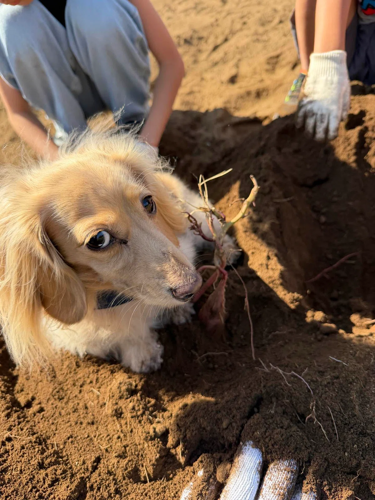 Diging Dog #2 Digging is a hobby. It is not a job.|YODAN.