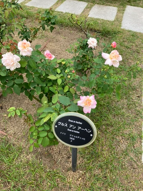 [Osaka: Autumn Walk] Enticed by the fragrance. Visiting Nakanoshima ...