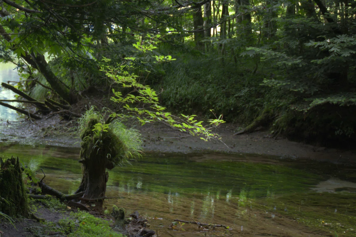 [Notes] Getting hooked on tone adjustment in RAW development｜MameMaki