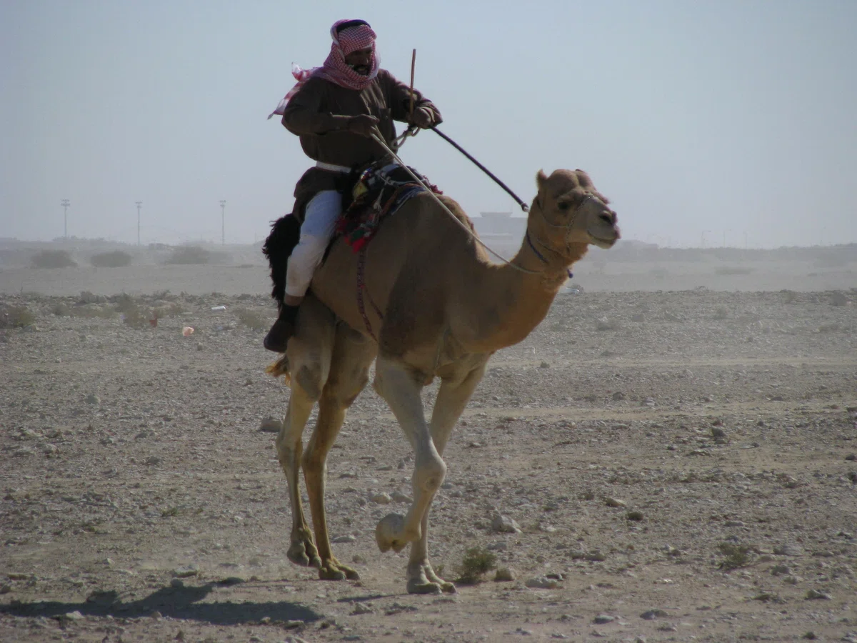 [7-Day Doha Trip from Kansai] I want to ride a camel in the desert. A 5 ...