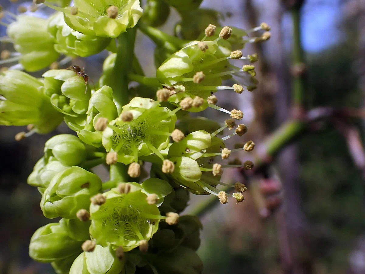 [Flower Encyclopedia] 