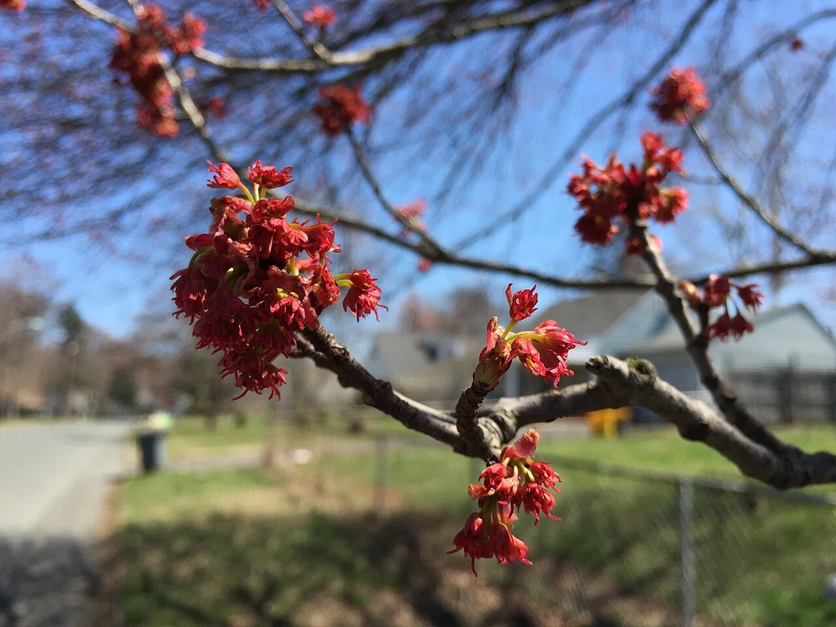 [Flower Encyclopedia] 