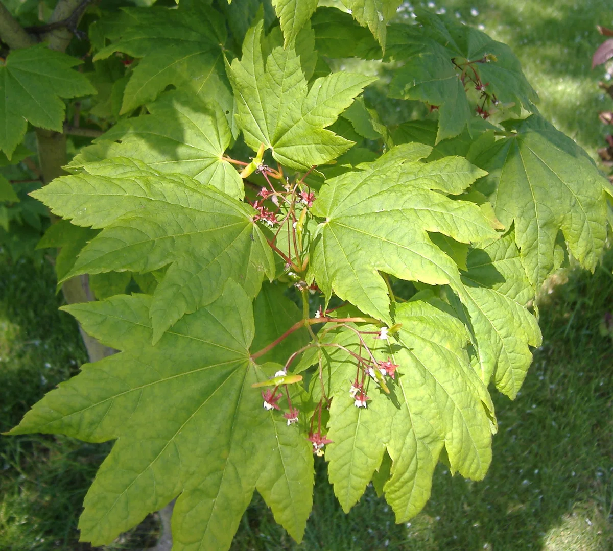 [Flower Encyclopedia] 