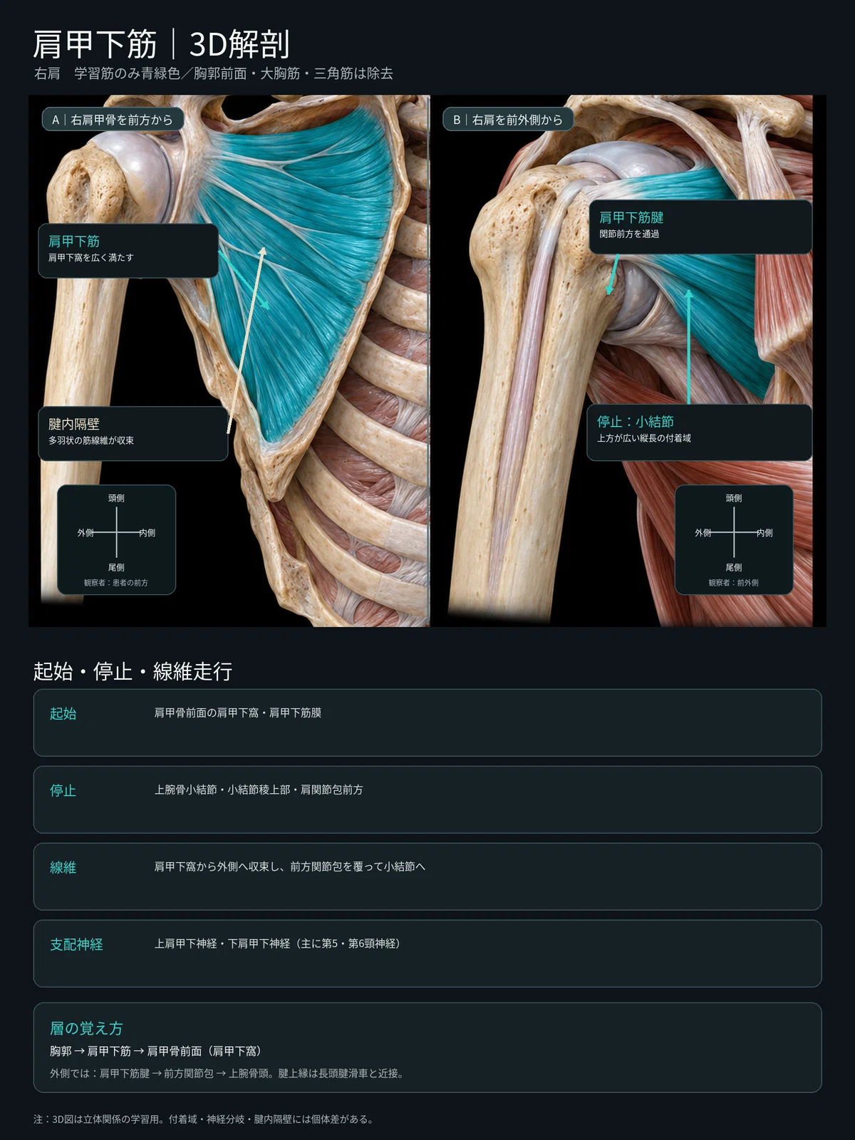 [1 Muscle a Day 10] Subscapularis | Learn its position, attachment, and ...