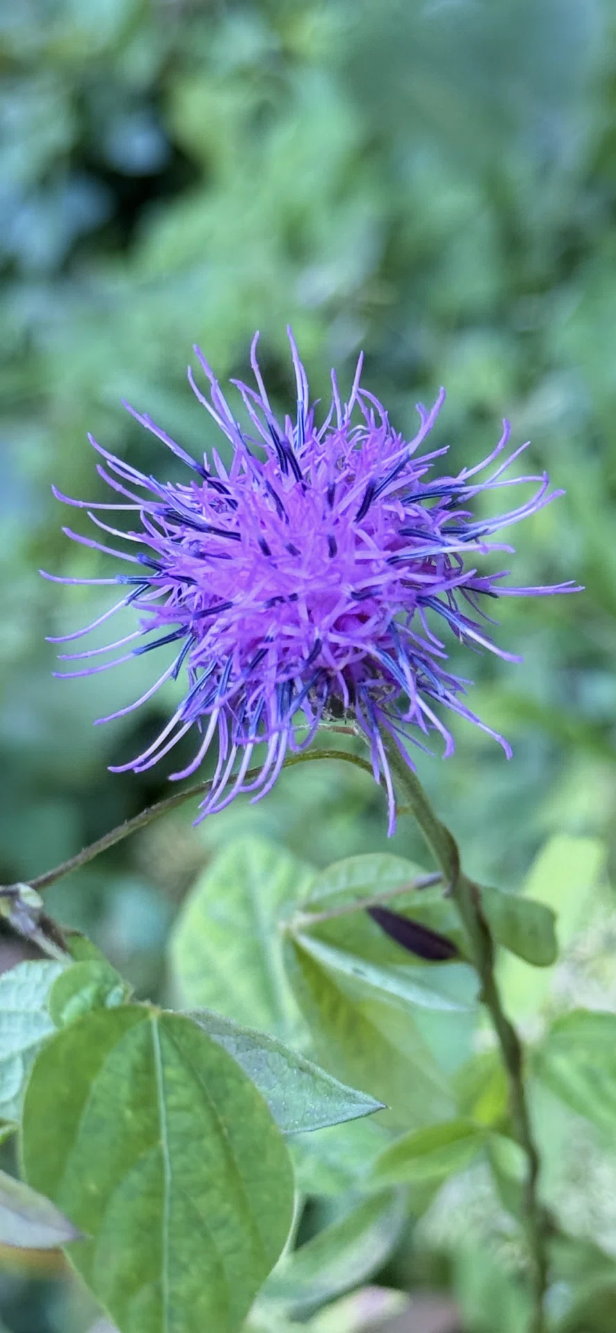 Serratula coronata: The Charm of Purple Flowers Coloring Mountains and ...