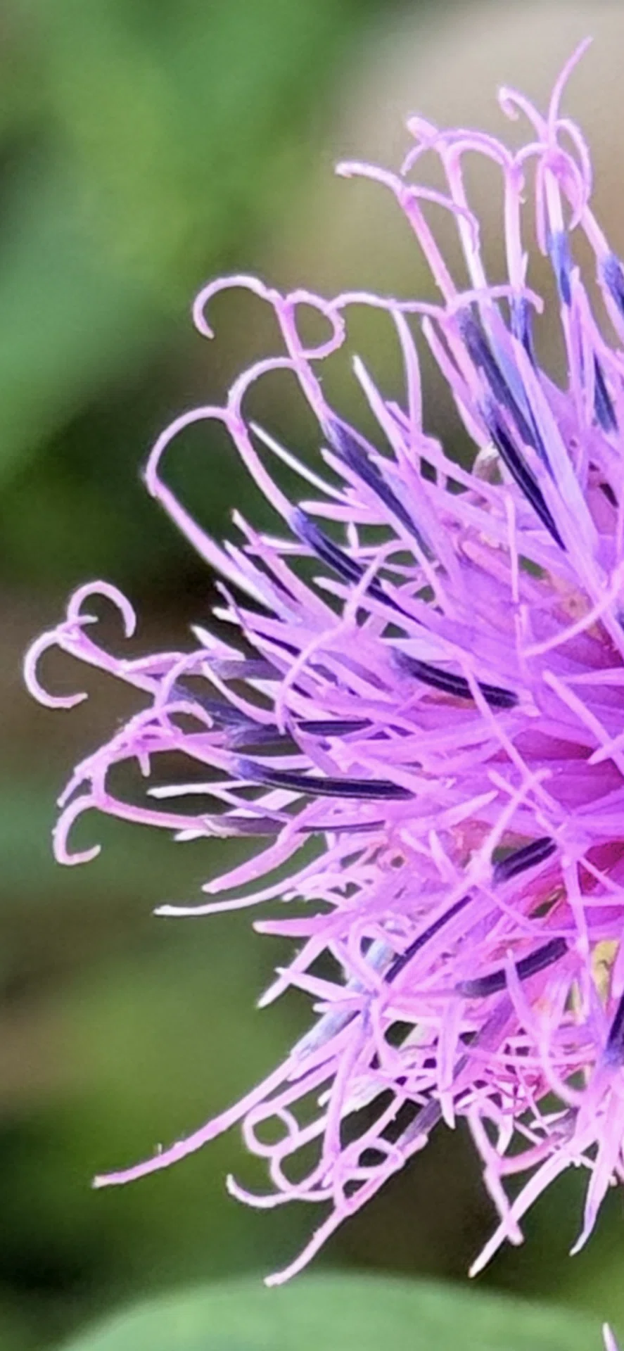 Serratula coronata: The Charm of Purple Flowers Coloring Mountains and ...