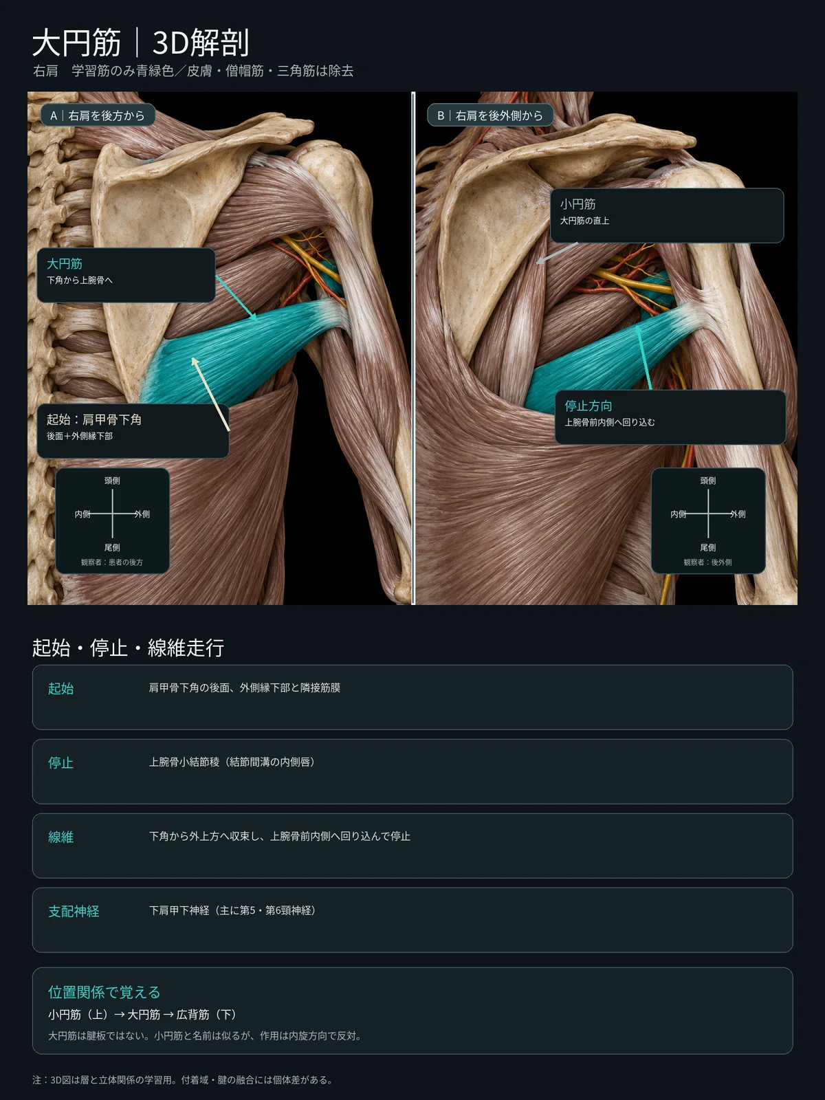 [1 Muscle a Day ⑪] Teres Major | Learn its position, attachment, and ...