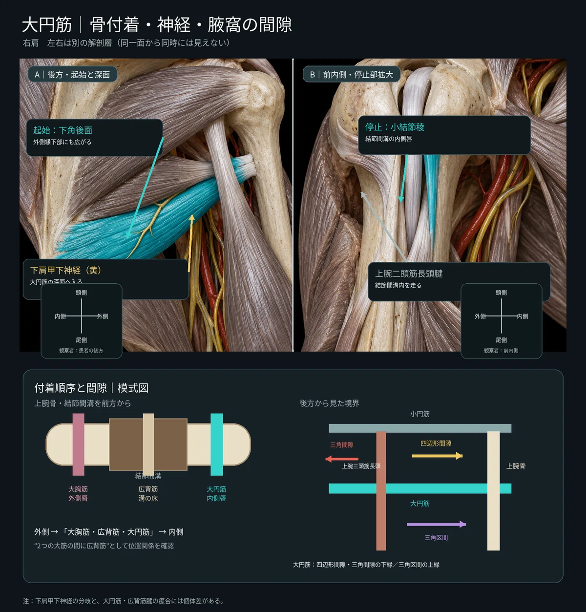 [1 Muscle a Day ⑪] Teres Major | Learn its position, attachment, and ...