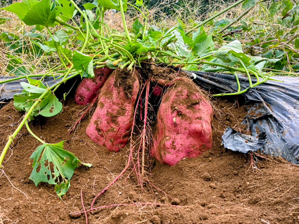Potato Drowing Sweet Potato Harvest|kafuu