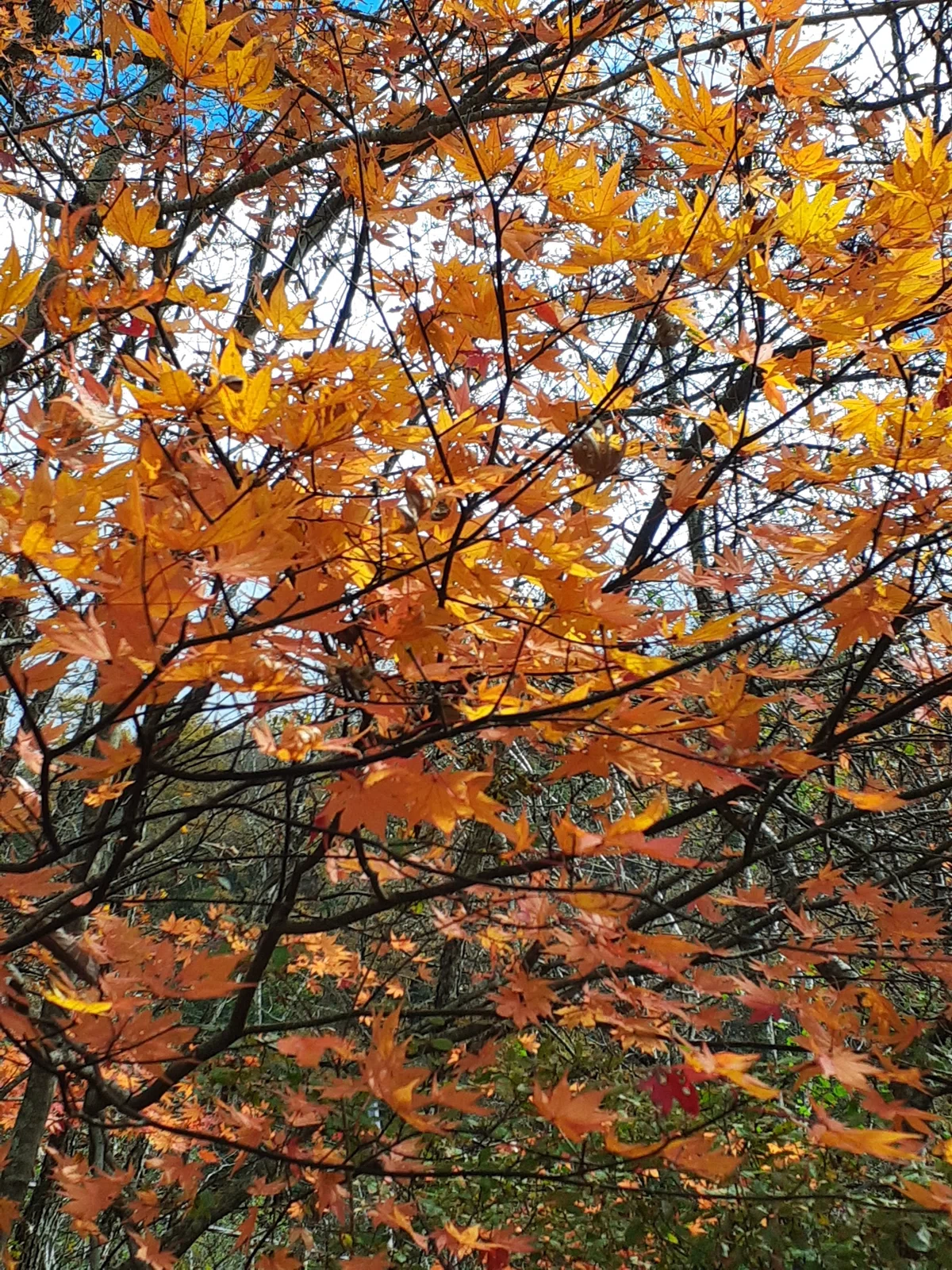 Autumn Leaf Viewing｜merumama