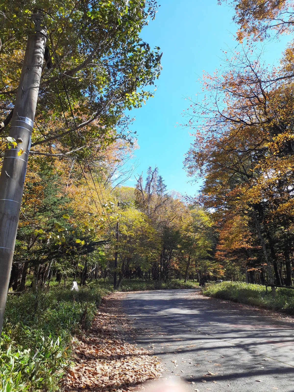 Autumn Leaf Viewing｜merumama