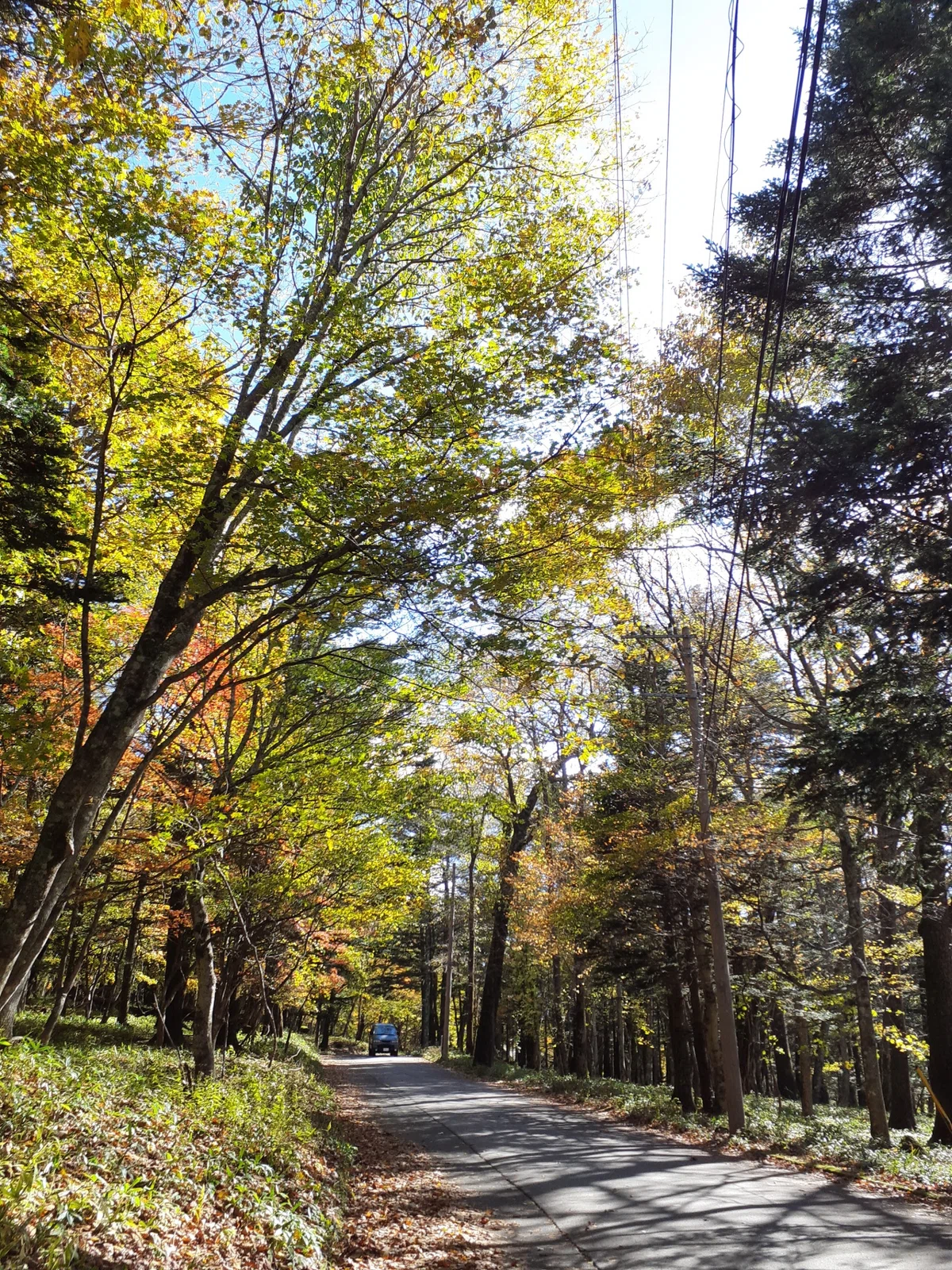 Autumn Leaf Viewing｜merumama