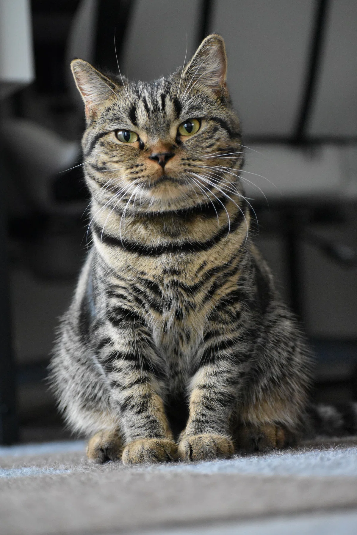 Nice to meet you. I'm an engineer living with a Scottish Fold named ...