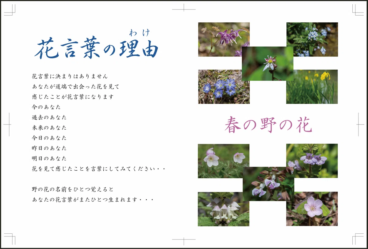 Nature Photographer/Shigeki Iimura: Why Not Create a Photo Picture Book ...