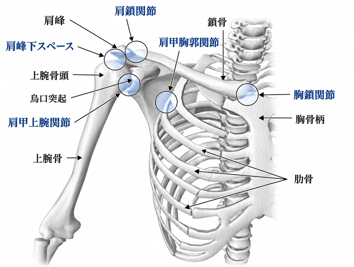 Shoulder Joint Function Functional Anatomy of the Shoulder Joint | Fundamentals of Structure ...