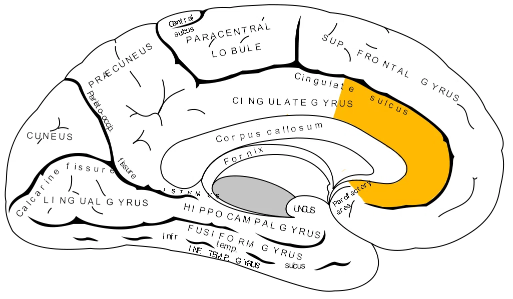[Brain Science] 5 Surprising Secrets of the 