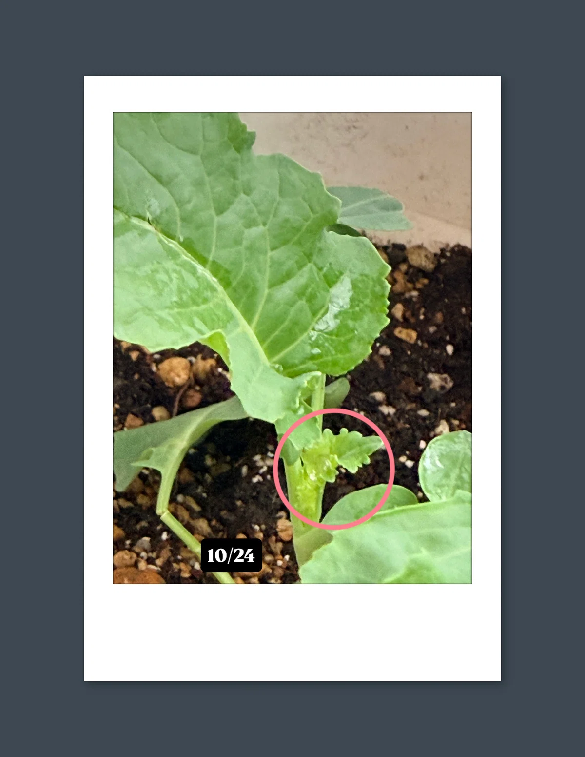 [Home Garden • Mebiyori Diary ②] 0-Yen Broccoli Edition #2, Living in a ...