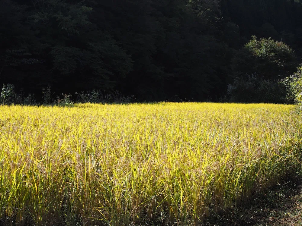 [BELAY FARM] 10/18 (Sun) Rice Harvesting Experience Report for BELAY's ...