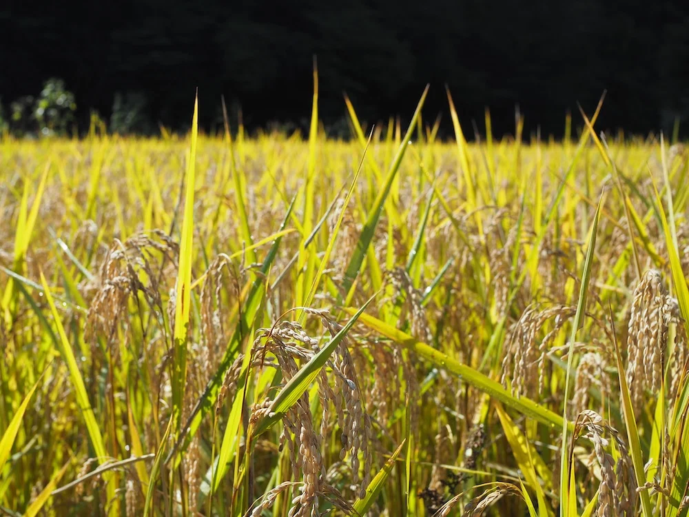 [BELAY FARM] 10/18 (Sun) Rice Harvesting Experience Report for BELAY's ...