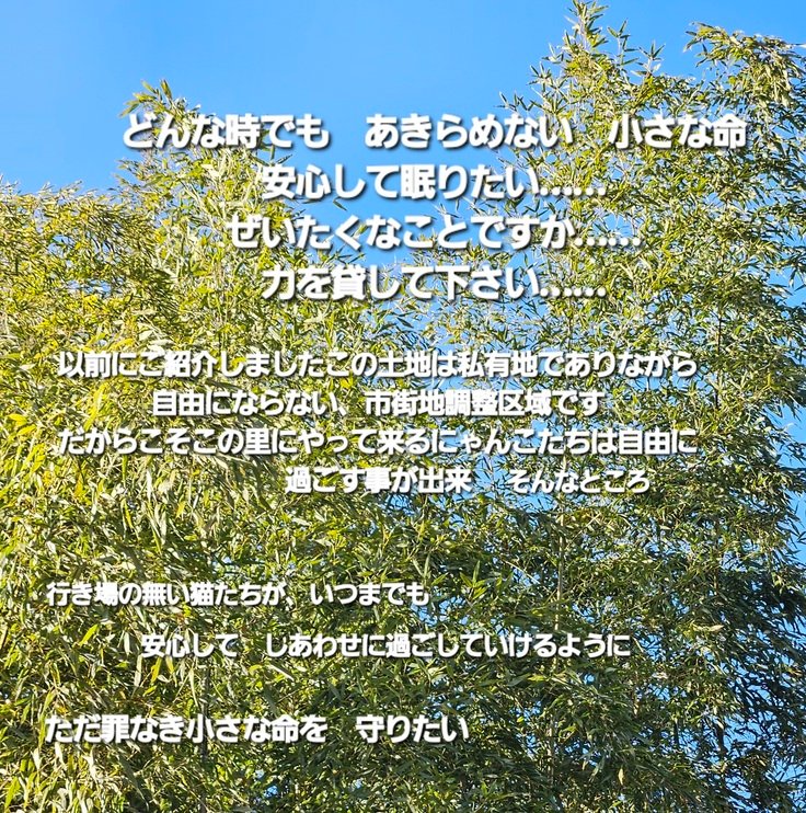 里のにゃんこたちに、夢と希望を…… / 悲しい命をつくらないため　守り続けていきたい　明るい未来を… - クラウドファンディング READYFOR