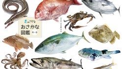 おさかな図鑑　5日目のご報告（ご支援ありがとうございます！） / 海の豊かさを守ろう！愛媛の魚食文化を伝えるおさかな図鑑を作りたい - クラウドファンディング…