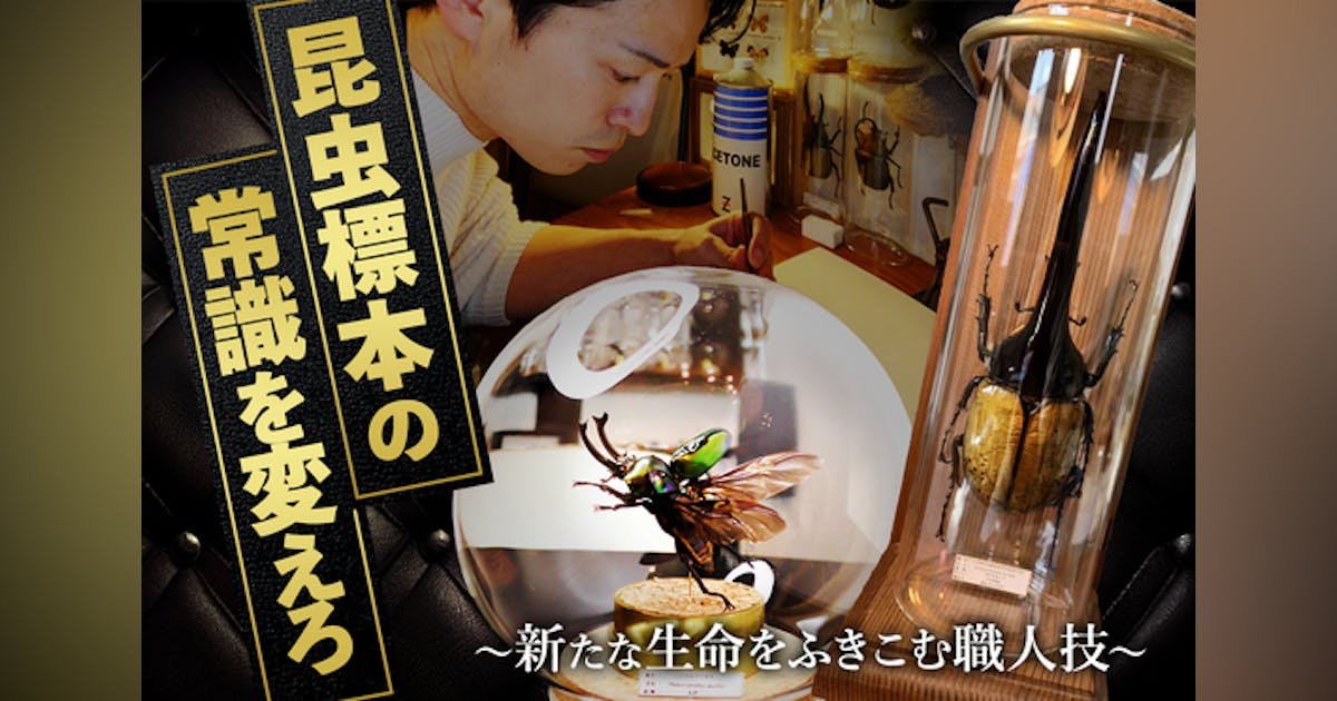 日本発のインテリア昆虫標本を世界中で流行らせたい