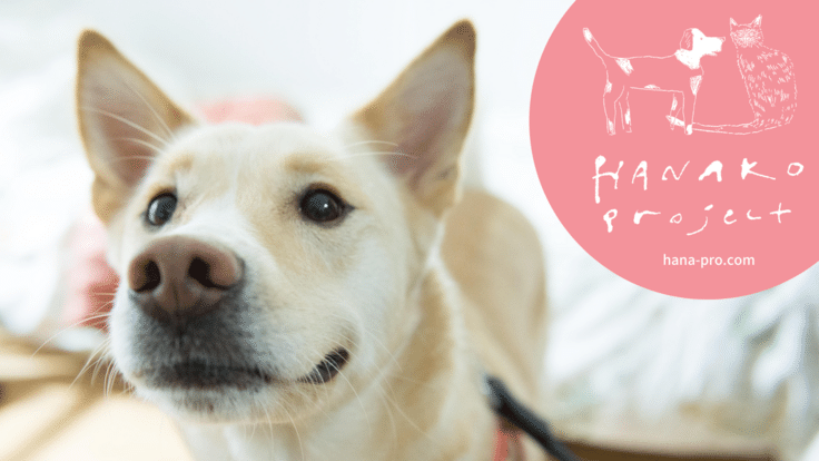 飼い主のいない犬と猫に医療を届けるしくみを｜ハナコプロジェクト - クラウドファンディング READYFOR