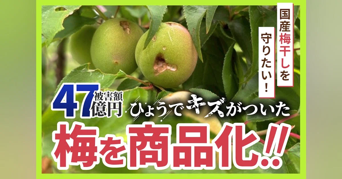 【大凶作】歴史的ひょう被害。傷ついた梅を救済して、日本の梅を次世代に繋ぎたい。