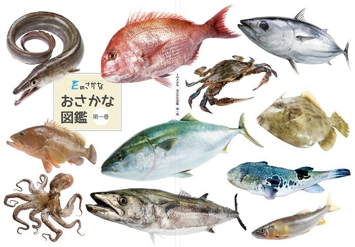 いよいよはじまりました！おさかな図鑑クラウドファンディング / 海の豊かさを守ろう！愛媛の魚食文化を伝えるおさかな図鑑を作りたい - クラウドファンディング …